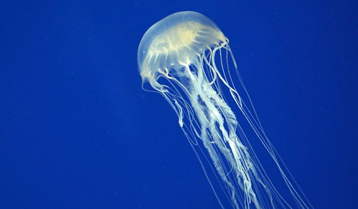 10-Year-Old Boy Dies After Jellyfish Sting in Zamboanga del Sur