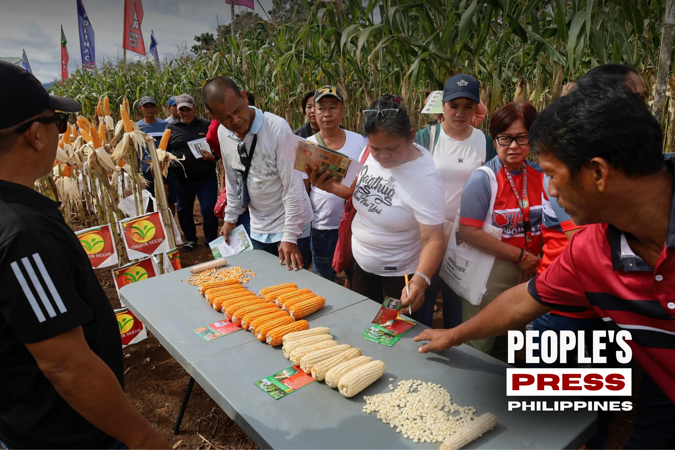 Over 1,000 Farmers Join FFS Graduation and Field Day Harvest Festival on Hybrid Corn Production