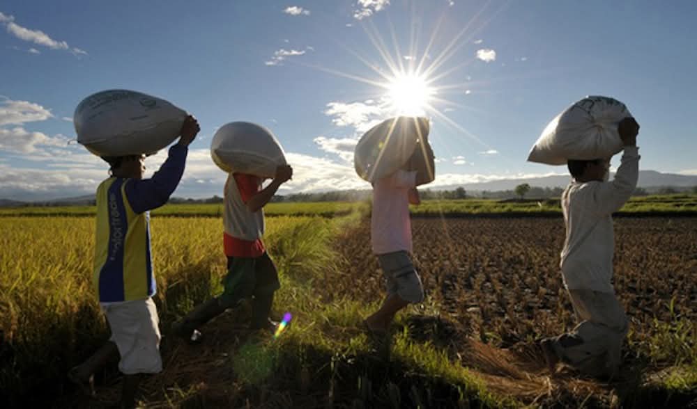 Senate Pushes Creation of AGRICOM to Strengthen Philippine Agriculture Sector
